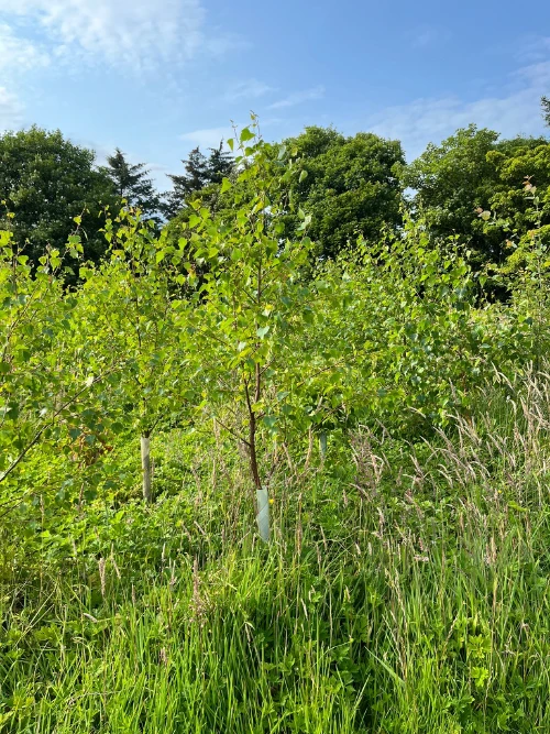 Action for Climate and Environment Newburgh-26